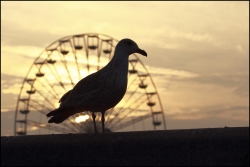 Mouette à Honfleur.....