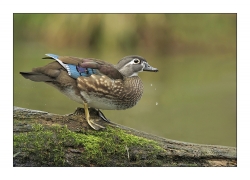 Canard branchu femelle