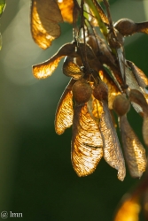 Automne