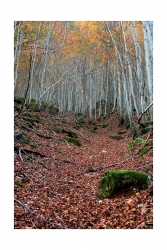 Offrandes d'automne