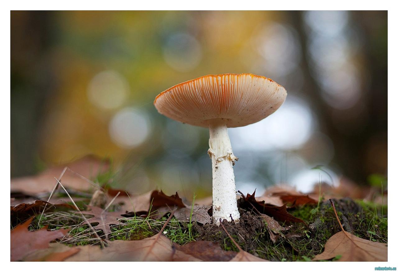 Champignon...