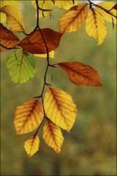 Couleurs automnales....