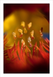Le feu, au travers d'une fleur de capucine...