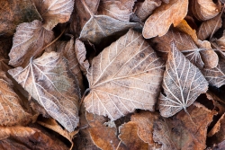 Parure d'hiver