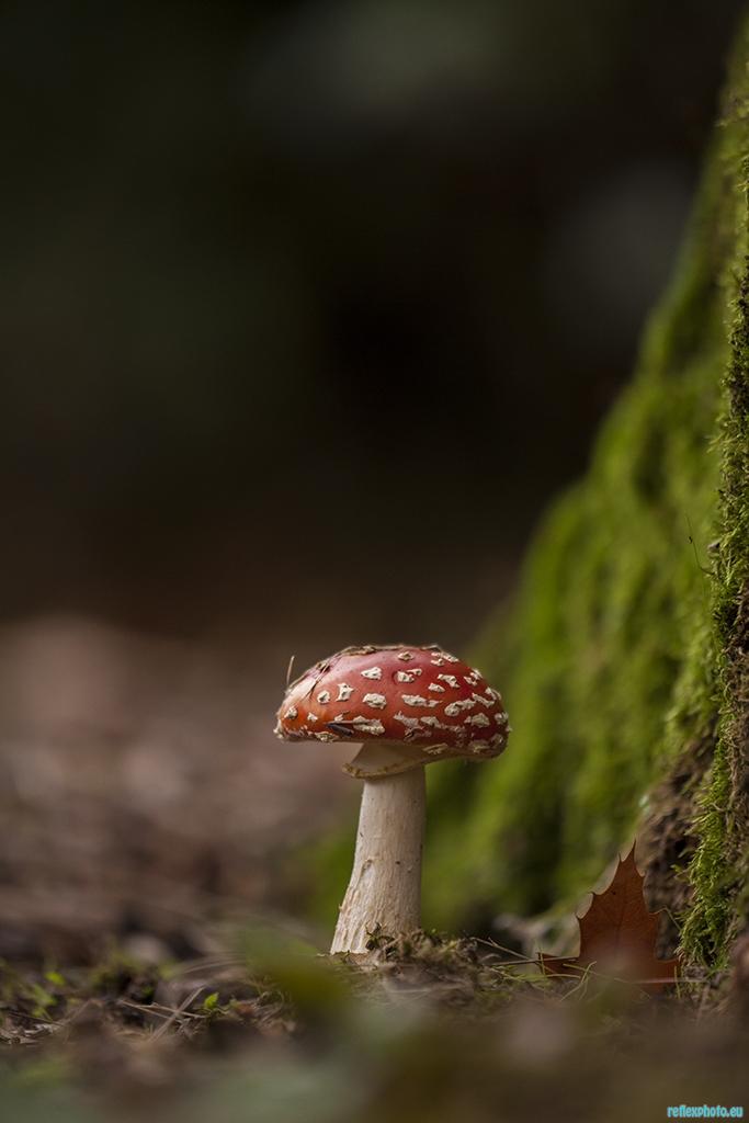Amanite tue-mouches