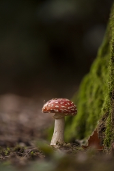 Amanite tue-mouches