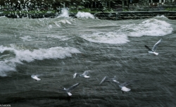 tempete sur la Léman