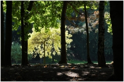 Sous-bois