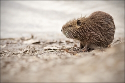 Myocastor coypus