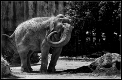 La toilette de Jumbo