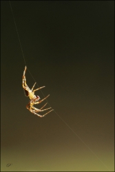 Arachné...