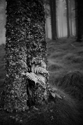 L' arbre Kangourou