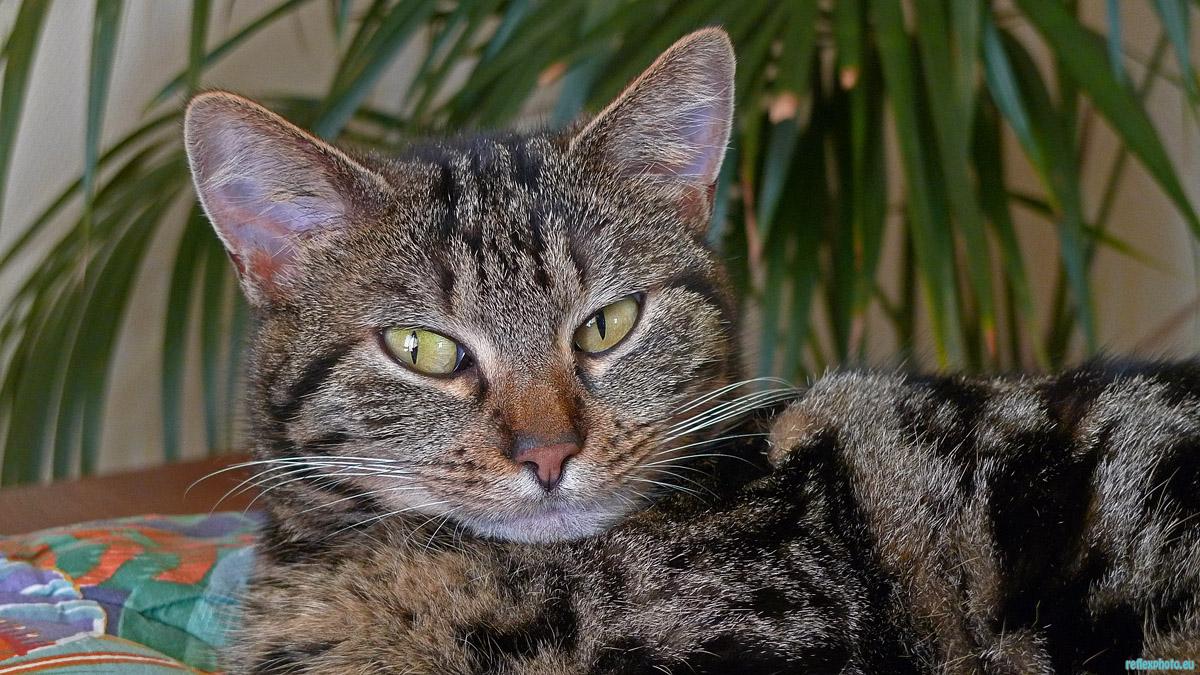 Mon tigre "croquette"