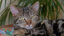 Mon tigre "croquette"