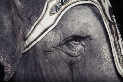 Elephant (pas man)