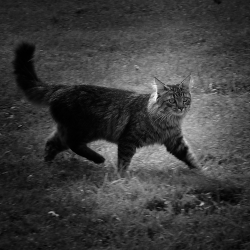 Le chat ...