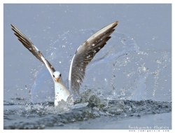 Larus Ridibundus