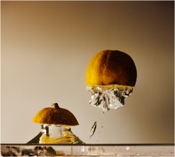 Méduse ou Champignon