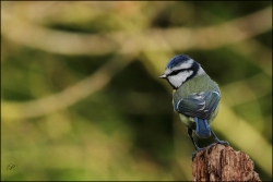Une petite bleue....