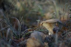 Poelée forestière Findus