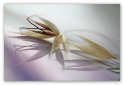 Reflets (2)