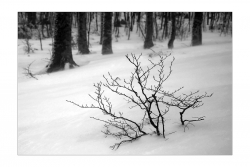 Petit hêtre deviendra grand (mais pour l'instant, l'hiver, c'est dur !)