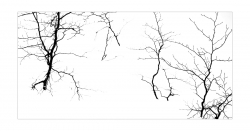 Lignes de survie