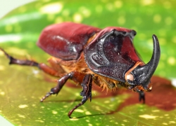 Coléoptère rhinocéros