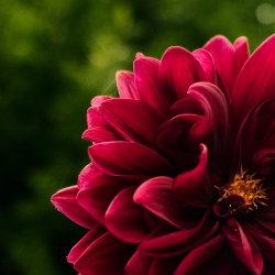 Tout feu tout flamme - Un peu de couleur