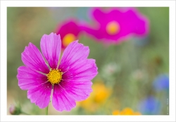Macro peinture