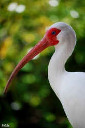 Ibis Blanc