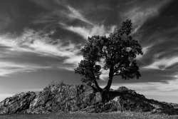 L'arbre de Madeloc