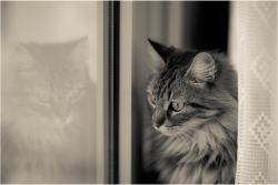 La curieuse
