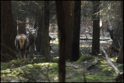Cerf mulet et bois de cerf....