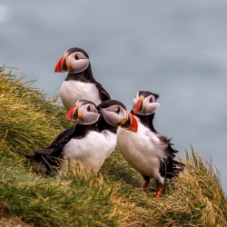 Macareux de Ingolfshofdi en Islande
