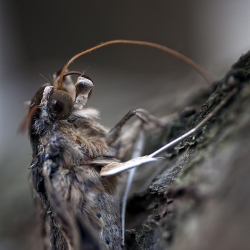 Naissance tardive
