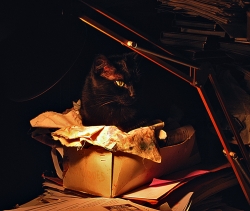 OU YA DE LA GENE..... YA PAS DE CHATS!