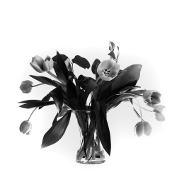 Bouquet de tulipes ...