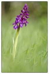 Orchis mascula