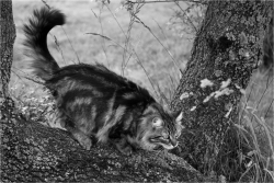 En chasse