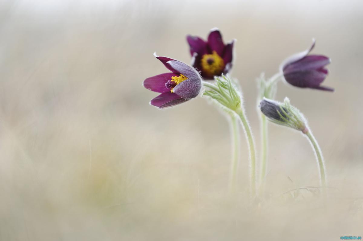Le printemps , les fleurs , la vie