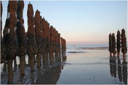 Où trouver des moules en baie de Somme (série de 3)