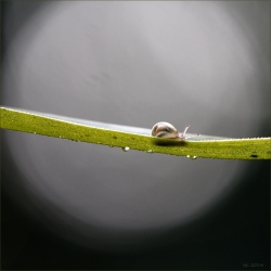 Petit escargot