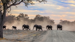 La balade des éléphants