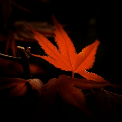 Feuilles d'érable et rosier nain - Macros