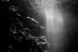 Immersion