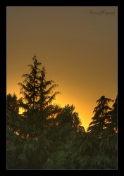 "Wooden sun"