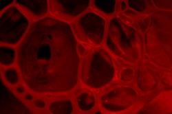 Bloody nightmare