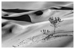 Désert de Thar
