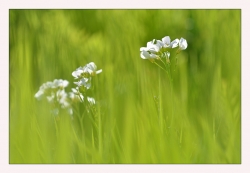 Cardamine